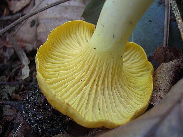 Funghi trasformisti , necrofili e sterili